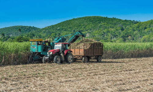 Sugar cane harvest field with truck