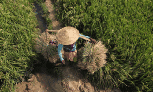 Asian working on rice fields
